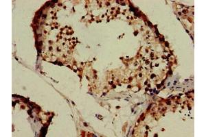 Immunohistochemistry of paraffin-embedded human testis tissue using ABIN7157142 at dilution of 1:100