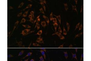 Immunofluorescence analysis of L929 cells using RPS13 Polyclonal Antibody at dilution of 1:100. (RPS13 Antikörper)