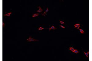 ABIN6267003 staining A549? (HSP90AA1 Antikörper  (C-Term))