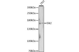 Western blot analysis of extracts of 293T cells, using Slit2 antibody (ABIN7270336). (SLIT2 Antikörper  (AA 1330-1529))