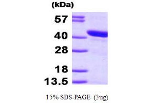 HSPBP1 Protein (AA 1-362) (His tag)