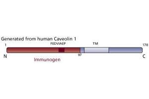 Image no. 3 for anti-Caveolin 1, Caveolae Protein, 22kDa (CAV1) (AA 1-97) antibody (ABIN967714) (Caveolin-1 Antikörper  (AA 1-97))