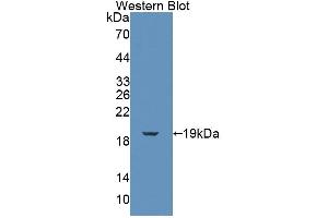 FKBP2 Antikörper  (AA 1-142)