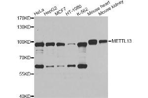 Western blot analysis of extracts of various cell lines, using METTL13 Antibody (ABIN2563849) at 1:1000 dilution. (METTL13 Antikörper)
