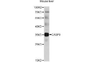 Western blot analysis of extracts of mouse liver, using CASP9 antibody (ABIN5997370) at 1/1000 dilution. (Caspase 9 Antikörper)