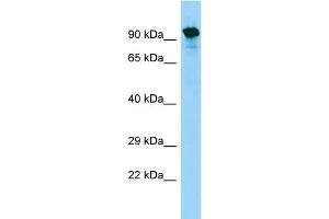 WB Suggested Anti-SYTL5 Antibody Titration: 1.