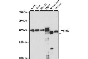 Western blot analysis of extracts of various cell lines, using BMS1 antibody (ABIN7265889) at 1:1000 dilution. (BMS1 Antikörper  (AA 600-900))