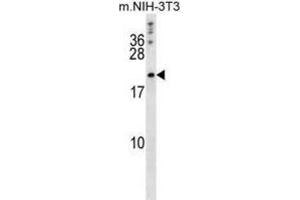 Western Blotting (WB) image for anti-BCL2-Like 2 (BCL2L2) (BH3 Domain) antibody (ABIN2997114) (BCL2L2 Antikörper  (BH3 Domain))