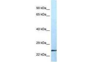 Image no. 1 for anti-Ephrin A2 (EFNA2) (AA 76-125) antibody (ABIN6747487) (Ephrin A2 Antikörper  (AA 76-125))