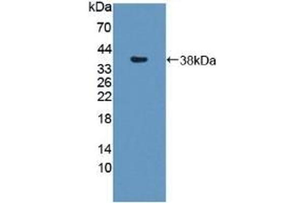 SNTB1 Antikörper  (AA 2-297)