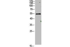 Western Blot analysis of mouse-lung cells using primary antibody diluted at 1:500(4 °C overnight). (AVPR1A Antikörper  (AA 11-60))
