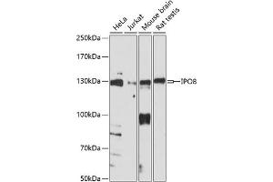 Western blot analysis of extracts of various cell lines, using IPO8 antibody (ABIN7267859) at 1:1000 dilution. (Importin 8 Antikörper  (AA 878-1037))