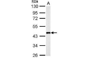 Western Blotting (WB) image for anti-Flotillin 2 (FLOT2) (C-Term) antibody (ABIN2854687)
