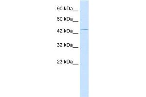 WB Suggested Anti-HOXA3 Antibody Titration:  2. (HOXA3 Antikörper  (C-Term))