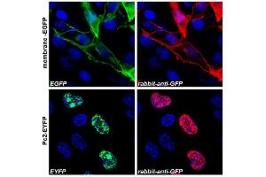 Immunocytochemistry staining (confocal microscopy) of COS-7 cells transfected with expression constructs encoding membrane-tethered EGFP (membrane-EGFP, top) or nuclear Polycomb 2-EYFP fusion protein (Pc2-EYFP, bottom).