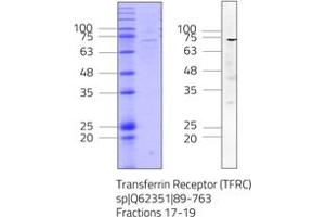 Western Blotting (WB) image for Transferrin Receptor (p90, CD71) (TFRC) (AA 89-763) protein (His tag) (ABIN3135544)