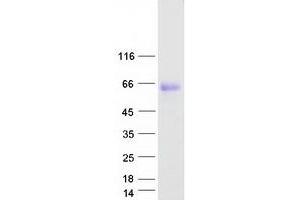 Western Blotting (WB) image for G Protein-Coupled Receptor 56 (GPR56) (Transcript Variant 4) protein (Myc-DYKDDDDK Tag) (ABIN2722192)