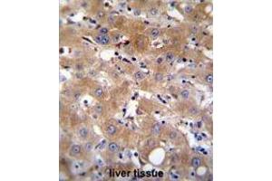 TRPM8 Antibody (Center) immunohistochemistry analysis in formalin fixed and paraffin embedded human liver tissue followed by peroxidase conjugation of the secondary antibody and DAB staining. (TRPM8 Antikörper  (Middle Region))