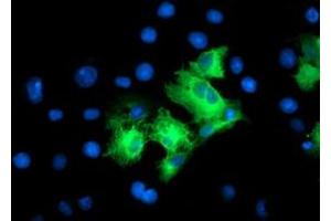 Immunofluorescence (IF) image for anti-Leucine Rich Repeat Containing 50 (LRRC50) antibody (ABIN1499206) (LRRC50 Antikörper)