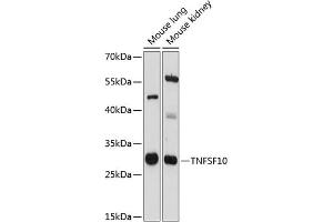 Western blot analysis of extracts of various cell lines, using TNFSF10 antibody (ABIN6134952, ABIN6149332, ABIN6149335 and ABIN6215635) at 1:3000 dilution. (TRAIL Antikörper  (AA 1-100))