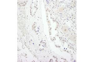 Immunohistochemistry (IHC) image for anti-Ubiquitin Specific Peptidase 34 (USP34) (C-Term) antibody (ABIN7448855)