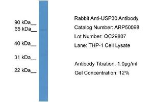 WB Suggested Anti-USP30  Antibody Titration: 0.
