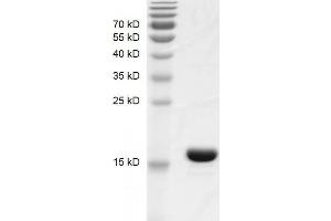 Recombinant BRPF1 (627-746) protein gel.