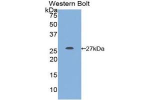 Detection of Recombinant GSTm1, Gallus using Polyclonal Antibody to Glutathione S Transferase Mu 1 (GSTM1) (GSTM1 Antikörper  (AA 1-220))