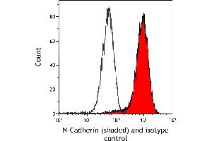 Flow Cytometry (FACS) image for anti-Cadherin 2 (CDH2) (AA 160-724) antibody (ABIN7453333)