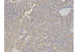 Immunohistochemistry (IHC) image for anti-Histamine N-Methyltransferase (HNMT) antibody (ABIN1873063) (HNMT Antikörper)