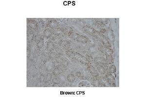 Sample Type :  Pig kidney   Primary Antibody Dilution :   1:500  Secondary Antibody :  Anti-rabbit-biotin, streptavidin-HRP   Secondary Antibody Dilution :   1:500  Color/Signal Descriptions :  Brown: CPS  Gene Name :  CPS1  Submitted by :  Juan C. (CPS1 Antikörper  (Middle Region))