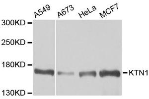 Western blot analysis of extracts of various cell lines, using KTN1 antibody (ABIN5973485) at 1/1000 dilution. (KTN1 Antikörper)