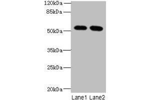 Western blot All lanes: INTS14 antibody at 4 μg/mL Lane 1: Hela whole cell lysate Lane 2: NIH/3T3 whole cell lysate Secondary Goat polyclonal to rabbit IgG at 1/10000 dilution Predicted band size: 58, 10, 49, 51 kDa Observed band size: 58 kDa (Integrator Complex Subunit 14 (INTS14) (AA 231-518) Antikörper)