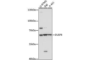 Western blot analysis of extracts of various cell line, using DUSP8 antibody (ABIN7266849) at 1:1000 dilution. (DUSP8 Antikörper)