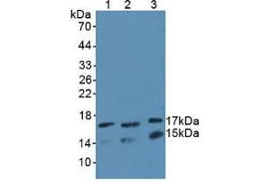 Figure. (UBE2L3 Antikörper  (AA 4-154))