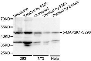 Western blot analysis of extracts of various cell lines, using Phospho-MAP2K1-S298 antibody. (MEK1 Antikörper  (pSer297))