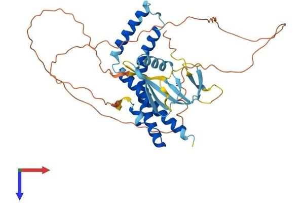ELL3 Protein (AA 1-395) (His tag)