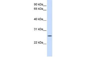 Western Blotting (WB) image for anti-Unc-50 Homolog (UNC50) antibody (ABIN2459065) (UNC50 Antikörper)