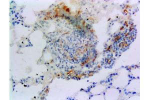 Immunohistochemistry (IHC) image for anti-Ionized Calcium-binding Adapter Molecule 1 (IBA1) (C-Term) antibody (ABIN184738)