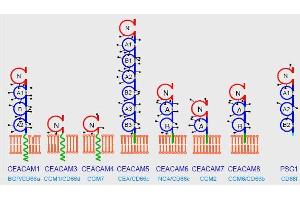 Domain organization of the human CEACAM family. (CD66acde Antikörper)