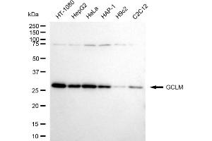 anti-Glutamate-Cysteine Ligase, Modifier Subunit (GCLM) antibody