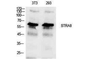 Western Blotting (WB) image for anti-Stimulated By Retinoic Acid 8 (STRA8) (Internal Region) antibody (ABIN3181412) (STRA8 Antikörper  (Internal Region))