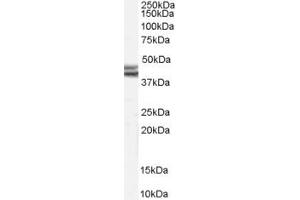 Western Blotting (WB) image for anti-Neuropeptide Y Receptor Y2 (NPY2R) (AA 358-369) antibody (ABIN292037) (NPY2R Antikörper  (AA 358-369))