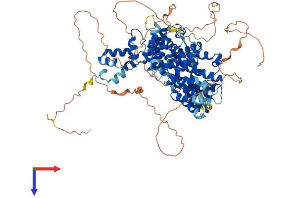 Cyclin F Protein (CCNF) (AA 1-786) (His tag)