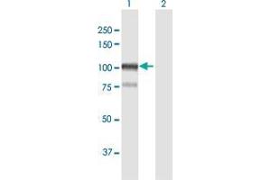 Western Blot analysis of AFAP1 expression in transfected 293T cell line by AFAP1 MaxPab polyclonal antibody. (AFAP Antikörper  (AA 1-730))