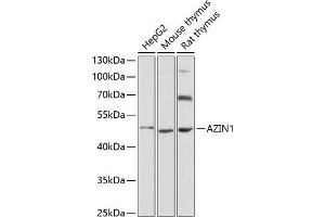 Western blot analysis of extracts of various cell lines, using  antibody (ABIN6129201, ABIN6137388, ABIN6137389 and ABIN6220750) at 1:3000 dilution. (Antizyme Inhibitor 1 Antikörper  (AA 289-448))