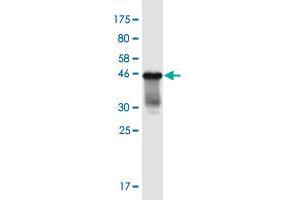 Western Blot detection against Immunogen (43. (PROC Antikörper  (AA 1-166))