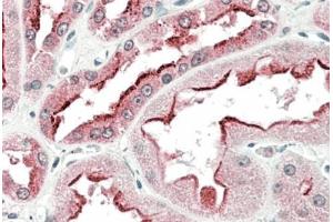 AP23760PU-N SDF4 antibody staining of paraffin embedded Human Kidney at 5 µg/ml. (SDF4 Antikörper  (Internal Region))