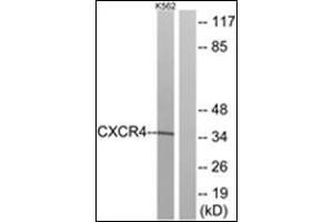 Western blot analysis of extracts from K562 cells, using CXCR4 Antibody.