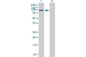 Western Blot analysis of SYVN1 expression in transfected 293T cell line by SYVN1 MaxPab polyclonal antibody. (SYVN1 Antikörper  (AA 1-617))